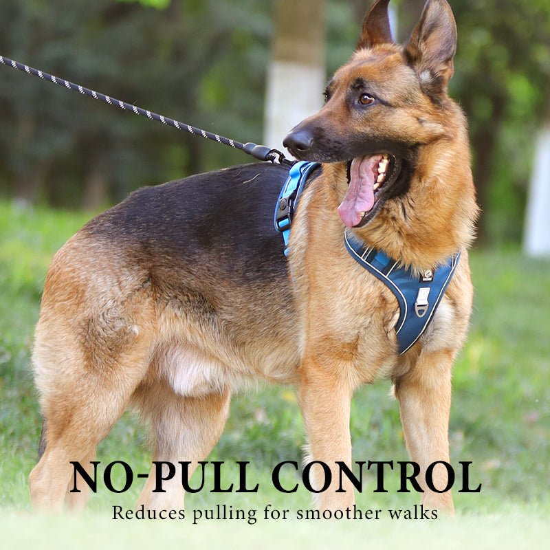 🦮 Harnais anti-traction pour chien avec laisse et collier, équipé de LED