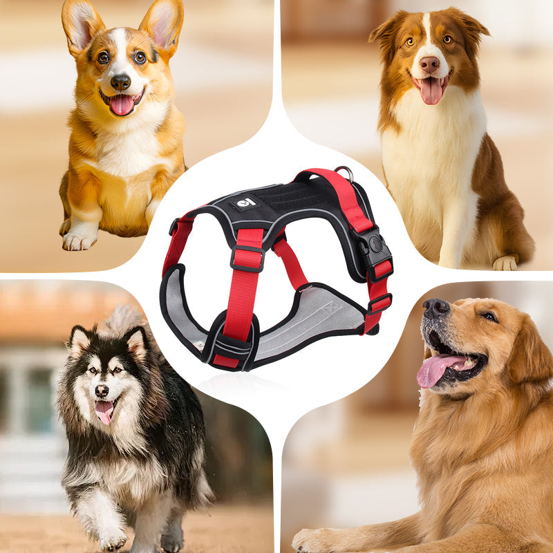 🦮 Harnais anti-traction pour chien avec laisse et collier, équipé de LED